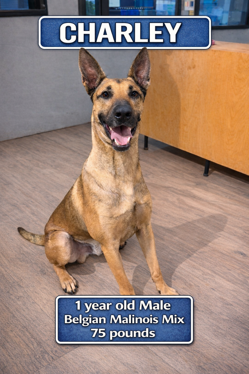 FOSTER NEEDED FOR CHARLEY, an adoptable Belgian Shepherd Malinois in  Mesa, AZ