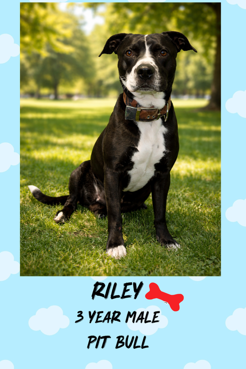 RILEY  – 3 YEAR MALE PIT BULL MIX, an adoptable Pit Bull Terrier in  Mesa, AZ