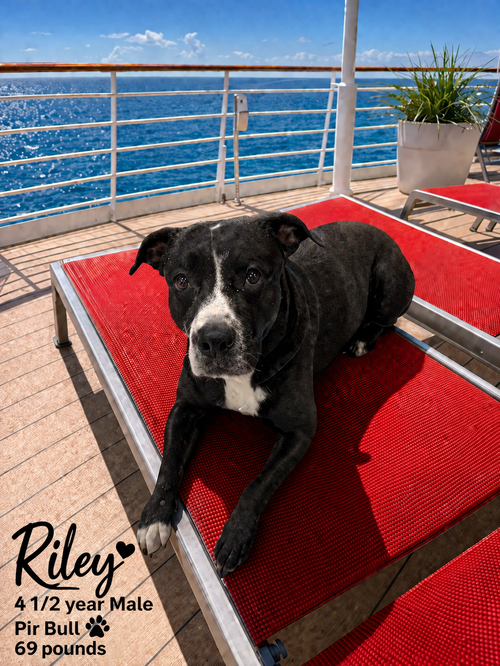 RILEY  – 3 YEAR MALE PIT BULL MIX, an adoptable Pit Bull Terrier in  Mesa, AZ