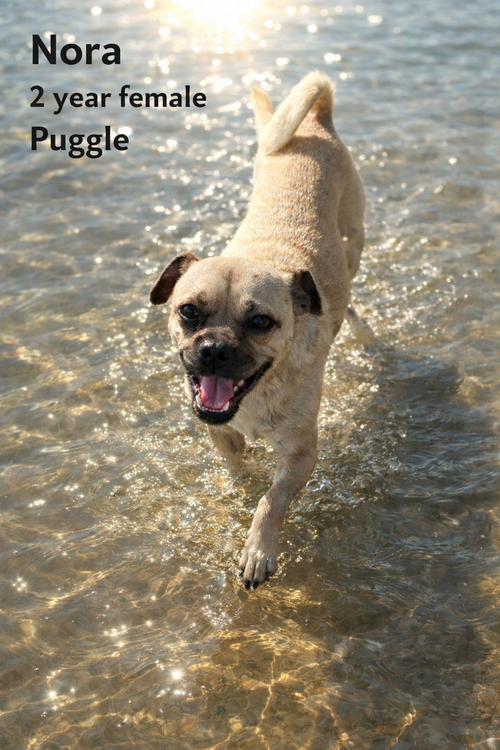 NORA - 2 YEAR OLD FEMALE PUGGLE, an adoptable Pug in  Mesa, AZ