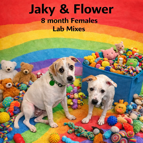 JAKY & FLOWER - 8 MONTH FEMALE LABRADOR, an adoptable Labrador Retriever in  Mesa, AZ