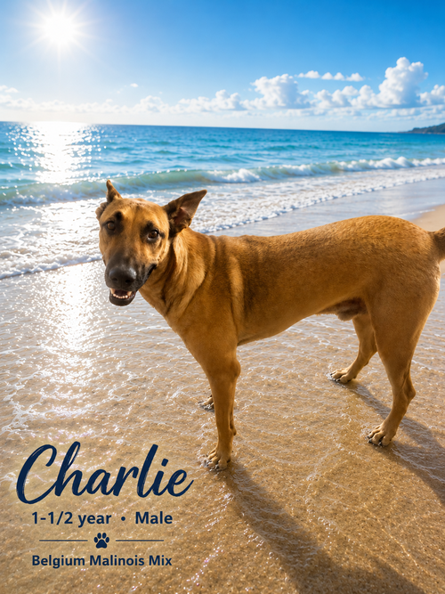 CHARLIE – 1 YEAR MALE BELGIAN MALINOIS photo 2