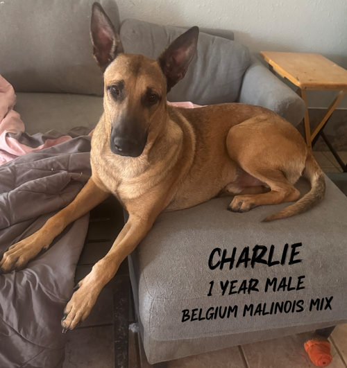 CHARLIE – 1 YEAR MALE BELGIAN MALINOIS