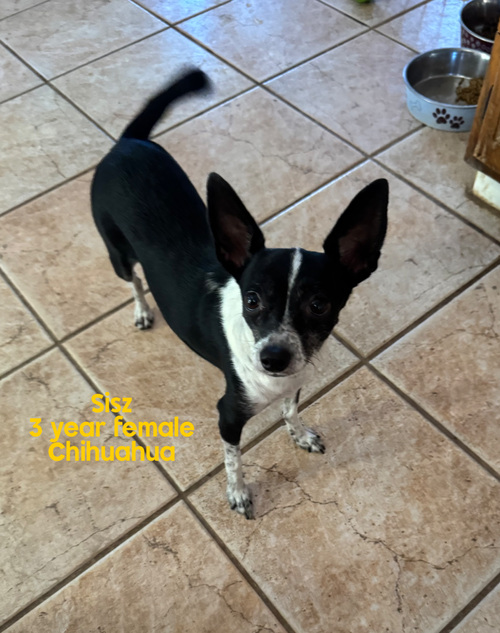SISZ – 3 YEAR FEMALE CHIHUAHUA