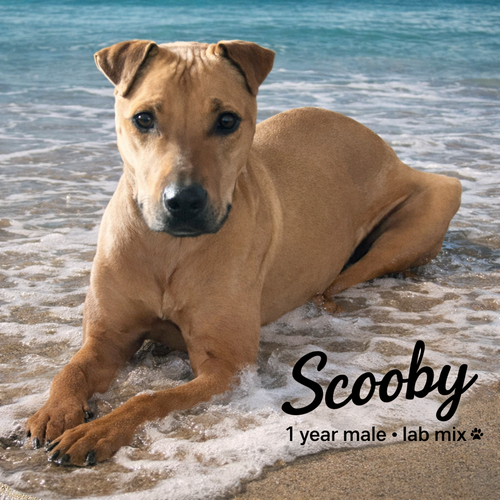 SCOOBY  – 1 YEAR MALE LABRADOR MIX, an adoptable Labrador Retriever in  Mesa, AZ