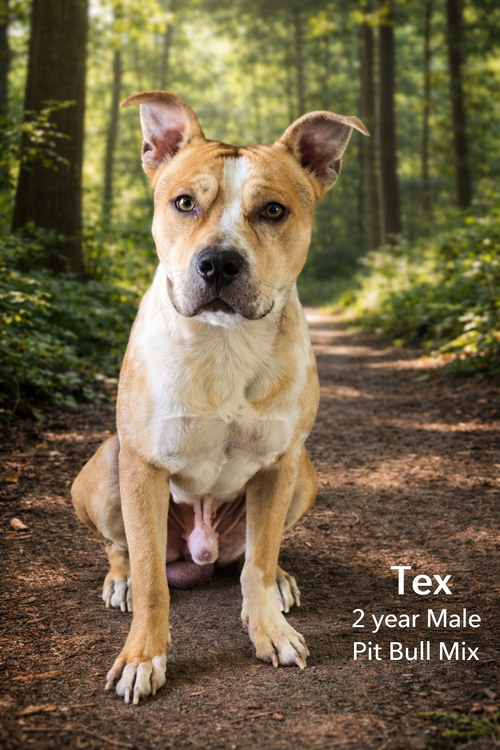 TEX  – 2 YEAR MALE PITBULL MIX, an adoptable Pit Bull Terrier in  Mesa, AZ