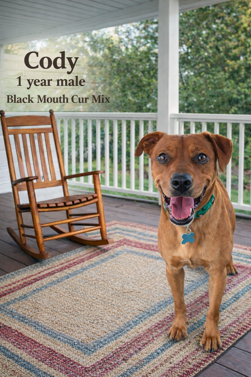 CODY  – 1 YEAR MALE BLACK MOUTH CUR MIX, an adoptable Black Mouth Cur in  Mesa, AZ