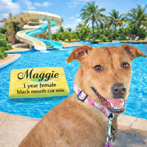 MAGGIE – 1 YEAR BLACK MOUTH CUR MIX FEMALE, an adoptable Black Mouth Cur in  Mesa, AZ