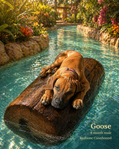 GOOSE – 8 MONTH REDBONE COONHOUND MALE, an adoptable Redbone Coonhound in  Mesa, AZ