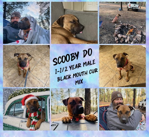 SCOOBY DO – 1-1/2 YEAR BLACK MOUTH CUR MIX MALE, an adoptable Black Mouth Cur in  Mesa, AZ