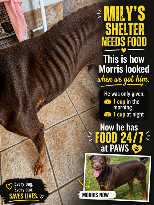 WE ARE LOW IN FOOD, CAN YOU HELP?, an adoptable Unknown breed in  Mesa, AZ