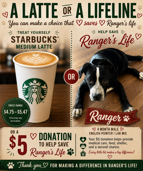 RANGER – 4 MONTH MALE ENGLISH POINTER LAB MIX photo 1