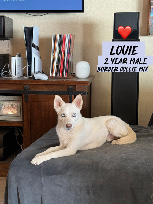 Foster Needed For Louie photo 2