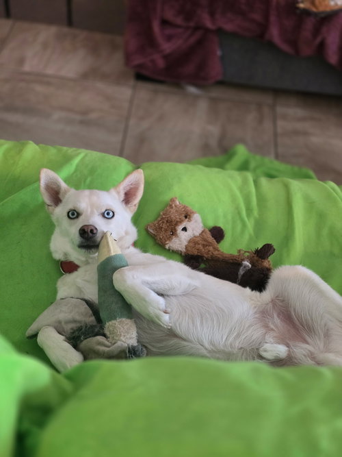 Foster Needed For Louie photo 3