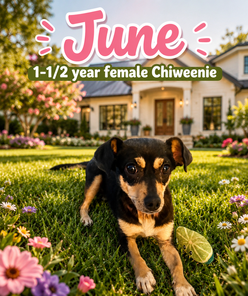 JUNE – 1-1/2 YEAR FEMALE CHIWEENIE