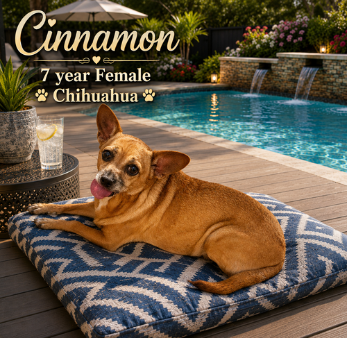 CINNAMON – 7 YEAR FEMALE CHIHUAHUA