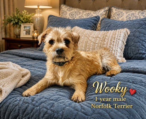 WOOKY – 1 YEAR MALE NORFOLK TERRIER, an adoptable Norfolk Terrier in Mesa, AZ