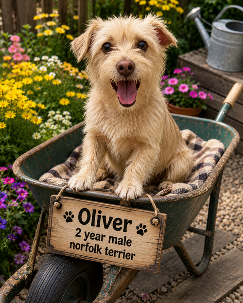 OLIVER – 2 YEAR MALE NORFOLK TERRIER, an adoptable Norfolk Terrier in Mesa, AZ
