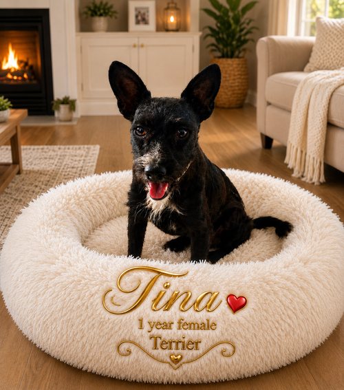 TINA – 1 YEAR FEMALE TERRIER, an adoptable Terrier in Mesa, AZ