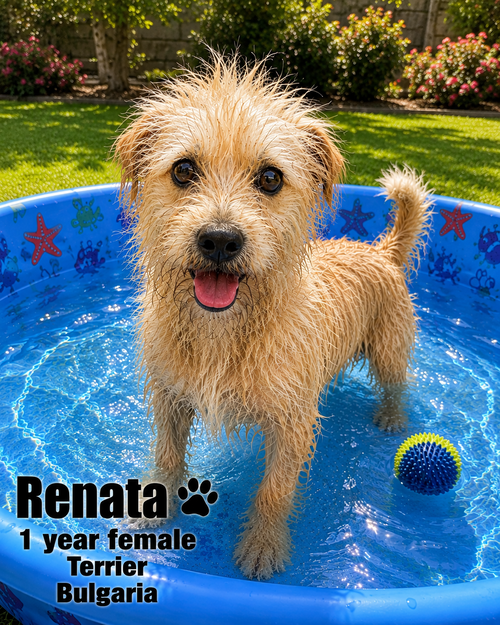 RENATA – 1 YEAR FEMALE TERRIER, an adoptable Terrier in Mesa, AZ