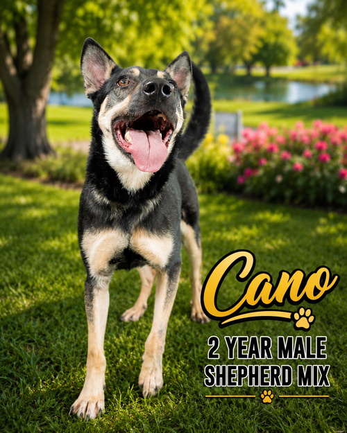 - Cano 2 Year