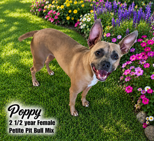 Photo 2 of POPPY – 2-1/2 YEAR FEMALE PETITE PIT BULL MIX