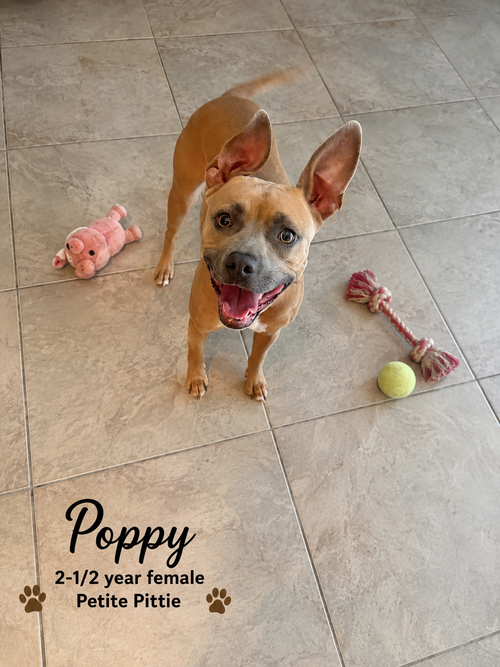 POPPY – 2-1/2 YEAR FEMALE PETITE PIT BULL MIX, a dog for adoption from PAWS pound Animals worth saving