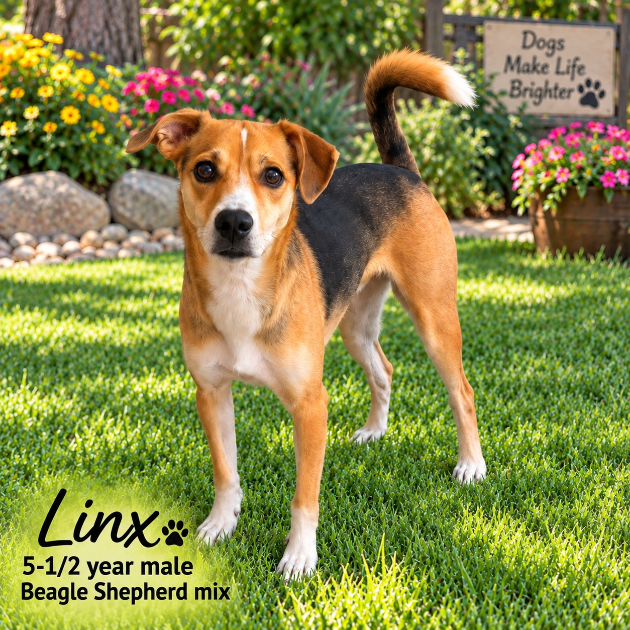 Linx – 5-1/2 Year Male Beagle Shepherd Mix, Beagle