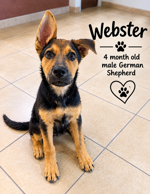 WEBSTER – 4 MONTH MALE GERMAN SHEPHERD, a dog for adoption from PAWS pound Animals worth saving