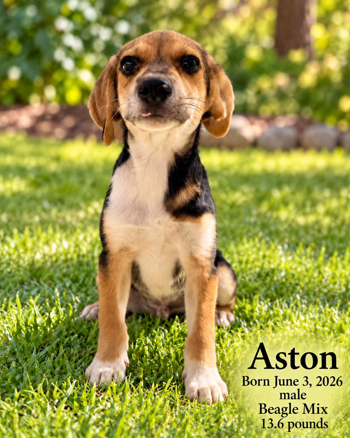 ASTON – 4 MONTH MALE BEAGLE MIX