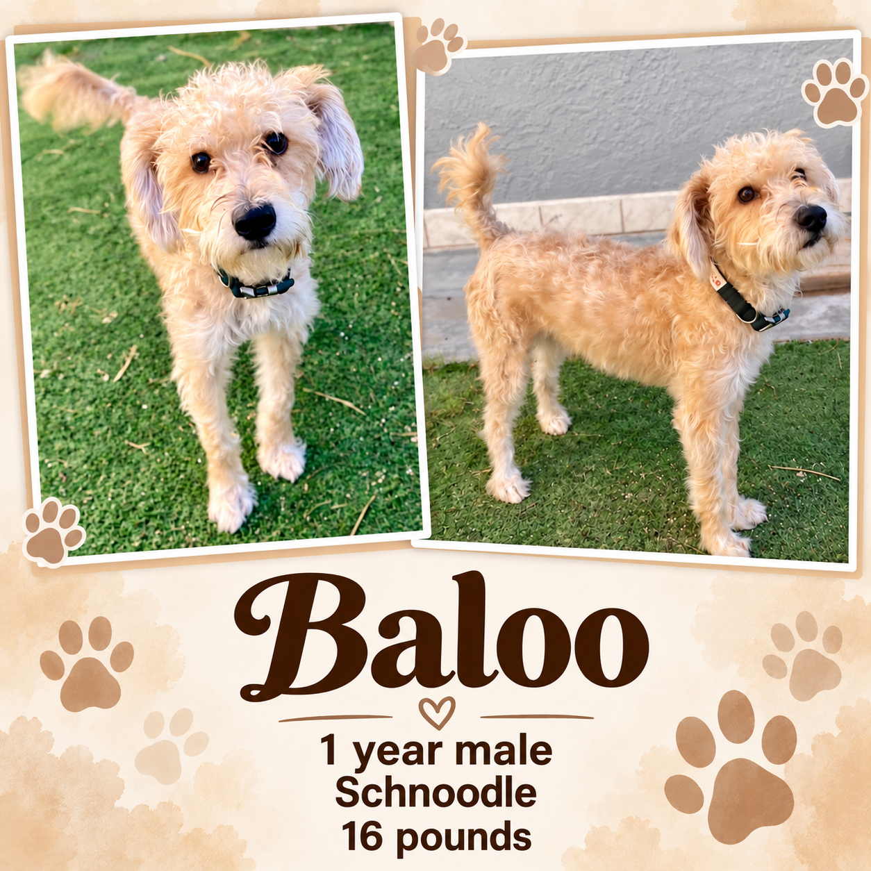 BALOO – 1 YEAR MALE SCHNOODLE