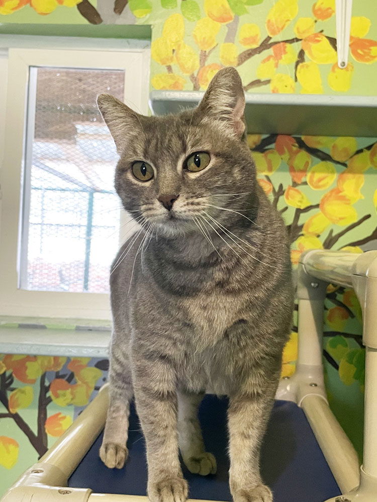 adoptable Cat in CO Spgs, CO named Whimsy