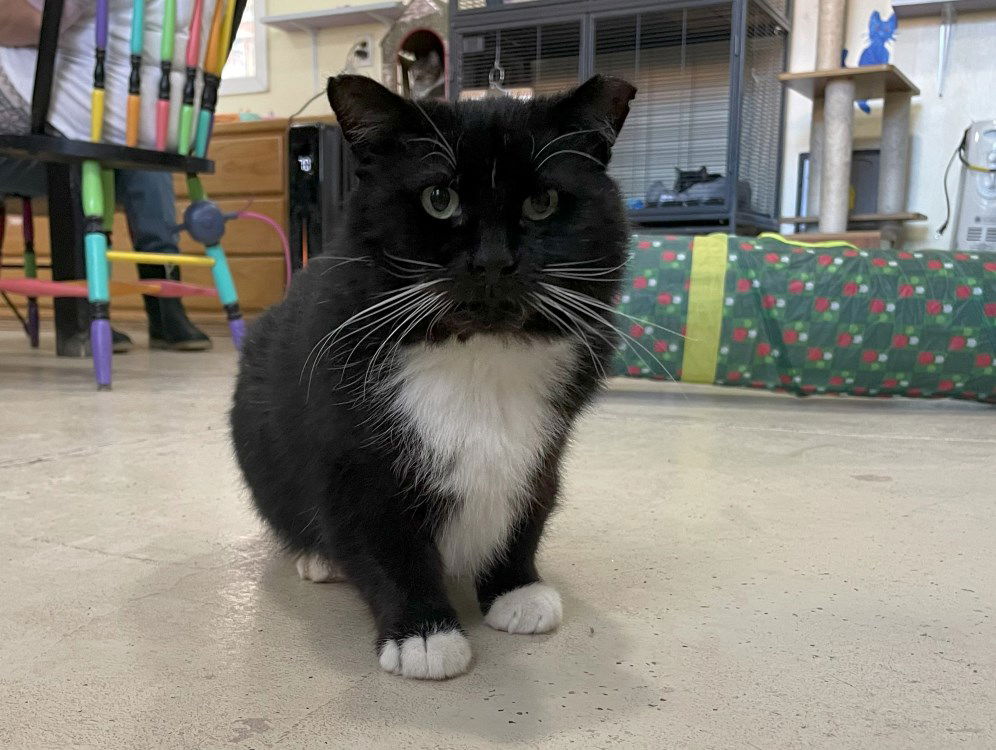 adoptable Cat in CO Spgs, CO named Wrecker