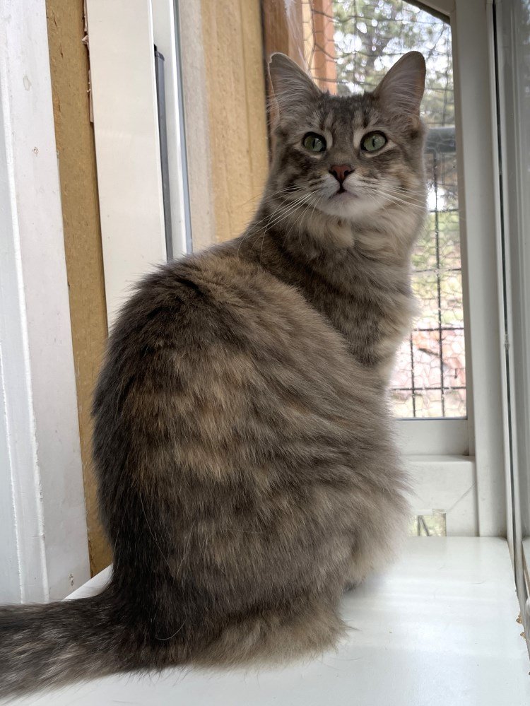 adoptable Cat in CO Spgs, CO named Xipho