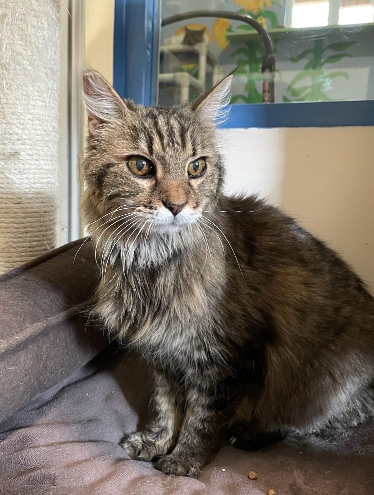 adoptable Cat in CO Spgs, CO named Zoia