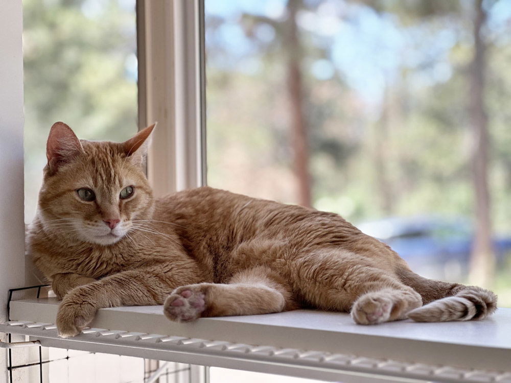 adoptable Cat in CO Spgs, CO named Duo