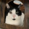 adoptable Cat in co spgs, CO named Avis