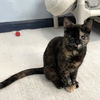 adoptable Cat in CO Spgs, CO named Lumena