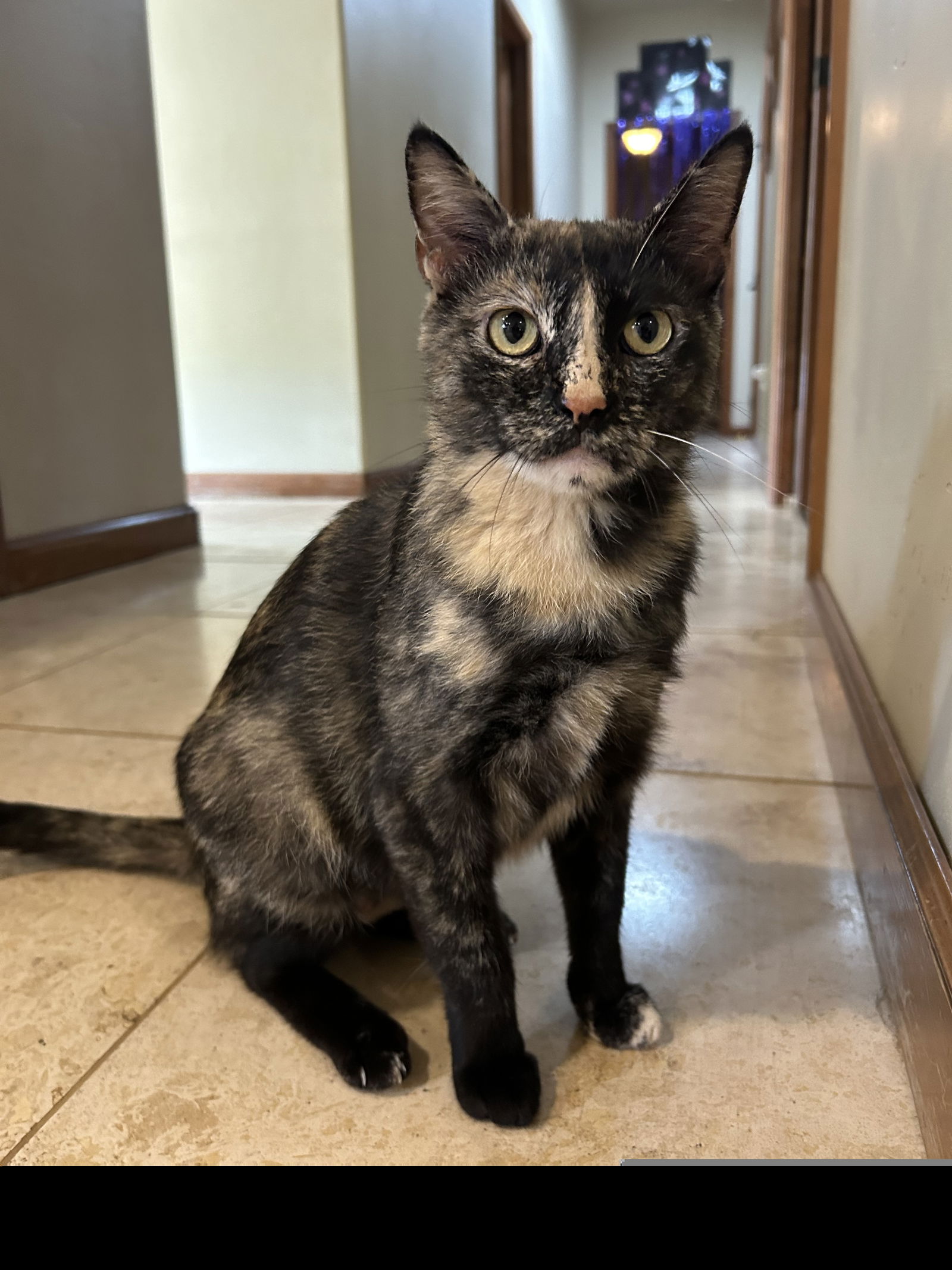 adoptable Cat in CO Spgs, CO named Ve