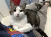 adoptable Cat in CO Spgs, CO named Farah