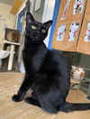 adoptable Cat in CO Spgs, CO named Morpheus