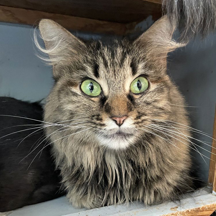 adoptable Cat in CO Spgs, CO named Ban'ei