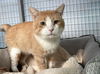 adoptable Cat in CO Spgs, CO named Petey