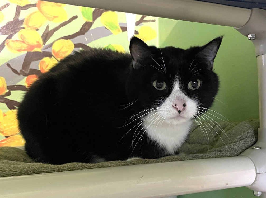 adoptable Cat in CO Spgs, CO named Santa Cruz