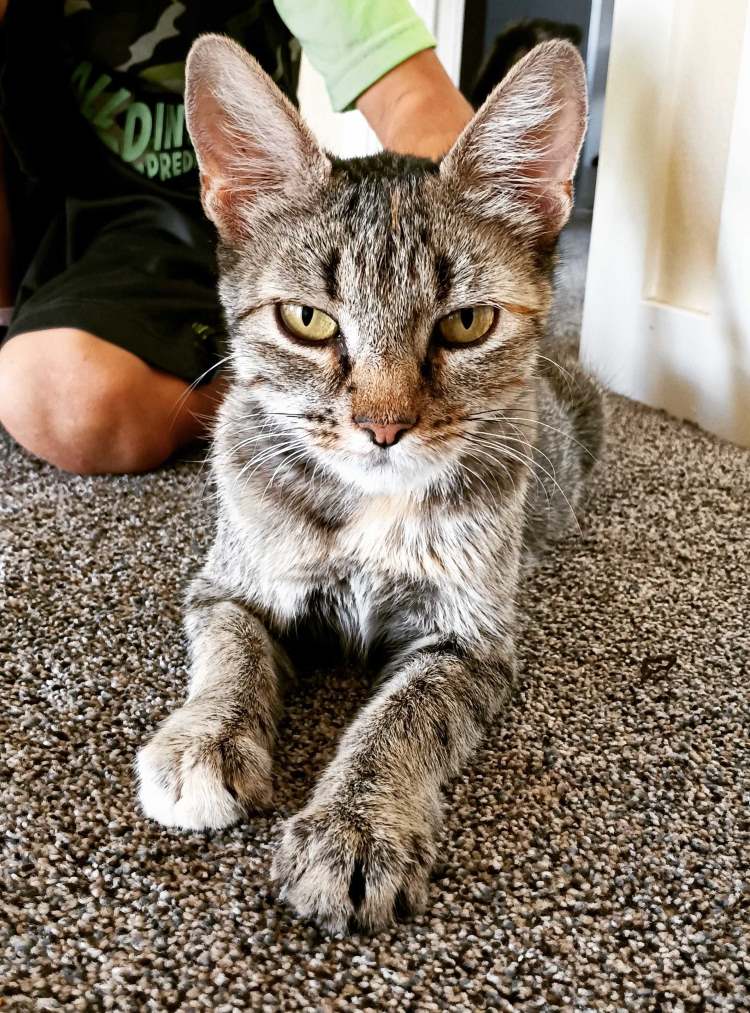 adoptable Cat in CO Spgs, CO named Upwind