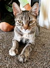 adoptable Cat in , CO named Upwind