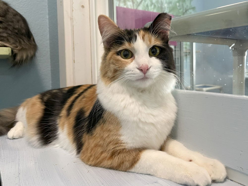 adoptable Cat in CO Spgs, CO named Kenley