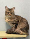 adoptable Cat in CO Spgs, CO named Keighley