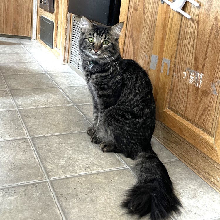 adoptable Cat in CO Spgs, CO named Batmobile