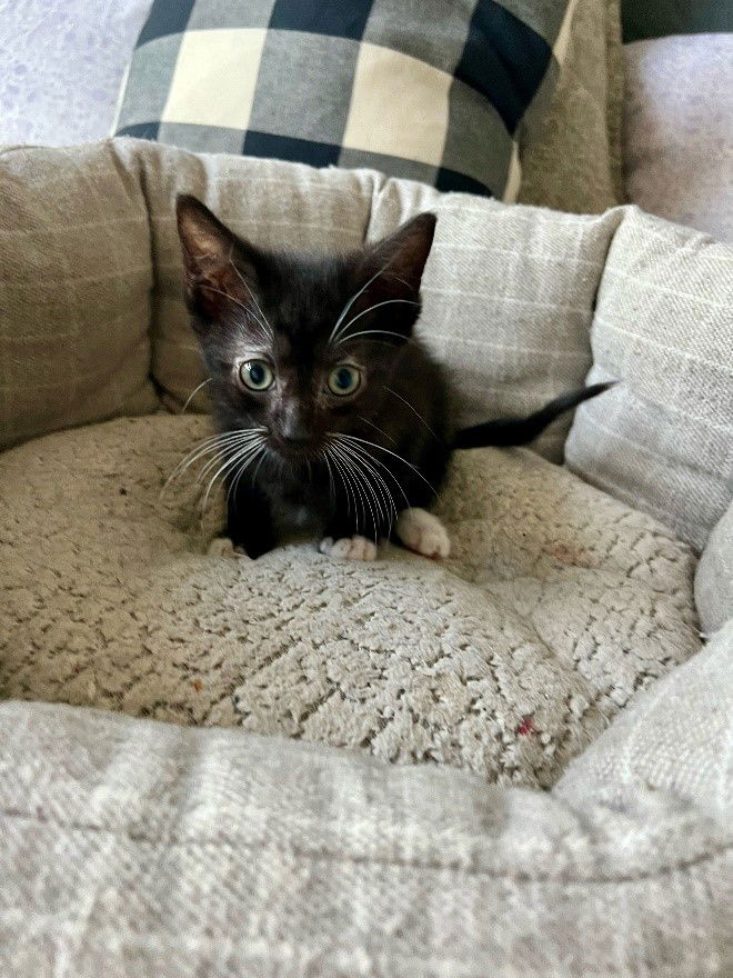 adoptable Cat in CO Spgs, CO named Vantage